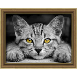 Yellow-Eyed Kitten 40x30 cm AZ-1807