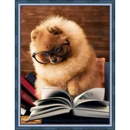 Lesender Pomeranian 30x40 cm AZ-1831