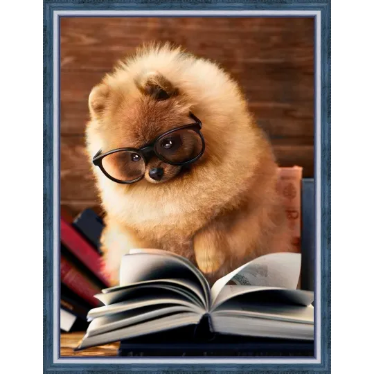 Reading Pomeranian 30x40 cm AZ-1831