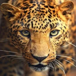 Deimantų paveikslėlio rinkinys Leopardas portretas 30x30 cm AZ-1400