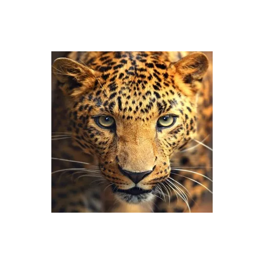 Deimantų tapybos rinkinys Leopardo portretas 30х30 cm AZ-1400