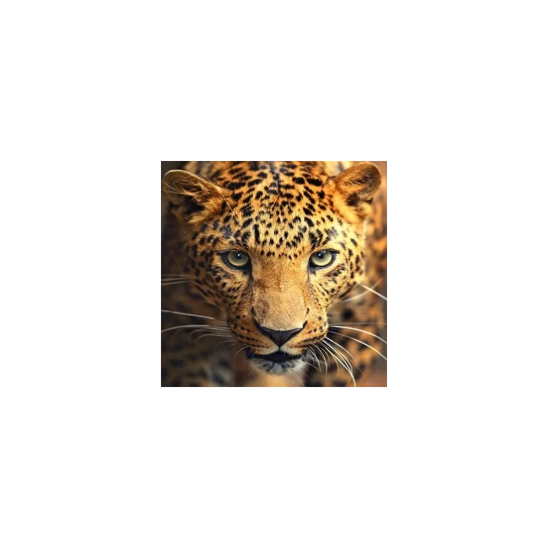 Deimantų tapybos rinkinys Leopardo portretas 30х30 cm AZ-1400