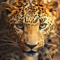 Картина стразами "Портрет леопарда"   AZ-1400