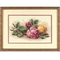 Boutures de roses D13720