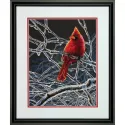 Cardinal de glace D70-35292