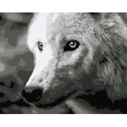 Tapymas pagal skaičius rinkinys. F011 Balta vilkė 40*50