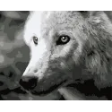 Painting by numbers kit. F011 White wolf 40*50