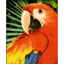 Wizardi painting by number kit. Macaw 40x50 cm H154