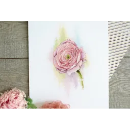 Subtilios Ranunkulės SA-046