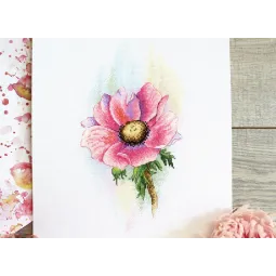 An
Anémone rose SA-047