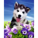 Diamond painting with subframe "Husky in flowers" 40*50 cm DP008