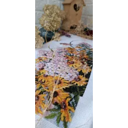 Schwarzäugige Susanne und Phlox SK208