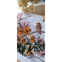 Susans aux yeux noirs et Phlox SK208