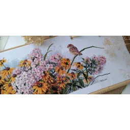 Schwarzäugige Susanne und Phlox SK208