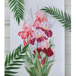 Triomphe des iris SANT-14