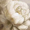 Counted Cross Stitch Kit "Peony Poses" 35x35cm SLETIL8083